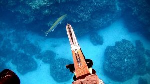 Подводная охота / Попробовал поймать подводным ружьем барракуду, известную своим токсином цигуатера.