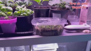 Обзор рассады 4.02.26г. Распикировала шалфей( посев 17.01.26г)