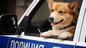 Полицейский и собака