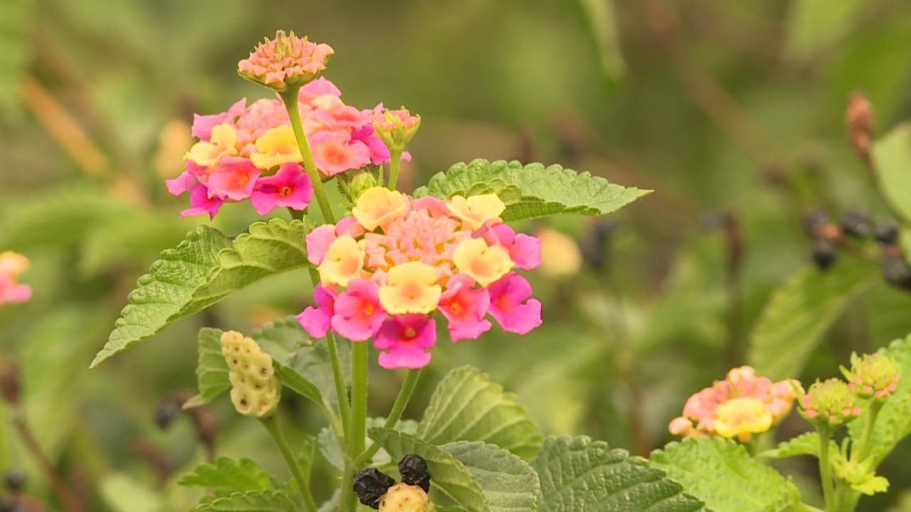 Краски осени в Сочинском дендрарии