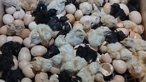 Инкубация куриных яиц 2025 года. Вывод. (первая инкубация)