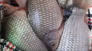 РЕЗУЛЬТАТ ОХОТЫ НА КАРАСЯ. 02 ФЕВРАЛЯ 2026