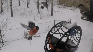 Матрица существует. Мистер Снегирь и Мистер Снегирь. Миссис Снегирь и миссис Снегирь