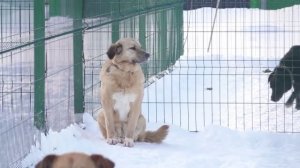 Бродячие собаки: как защитить людей и животных