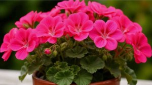 СЕКРЕТНЫЙ РЕЦЕПТ! 3 натуральные ПОДКОРМКИ, чтобы ГЕРАНЬ ЦВЕЛА КОВРОМ