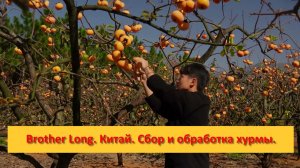 Brother Long. Китай. Сбор и обработка хурмы.