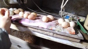 04-02-2026 Каждый день одно и тоже / хозяйство / куры / козы.