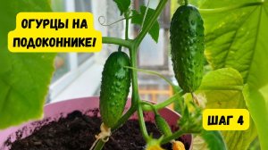 ОГУРЦЫ НА ПОДОКОННИКЕ. ШАГ 4. НЕОБХОДИМЫЕ УСЛОВИЯ ДЛЯ РОСТА.