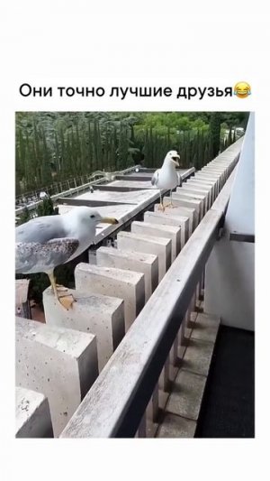 Они точно лучшие друзья)