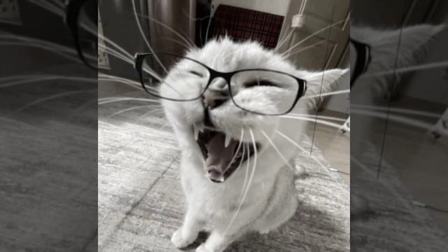 Эдит окак смотреть онлайн