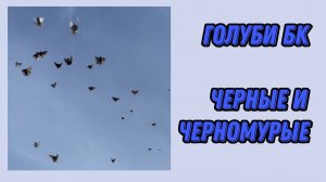 Торцовые Голуби БК - Черные, черномурые и немного красных