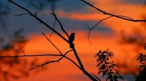 "Как прекрасен этот мир, посмотри!" ВИА "Самоцветы", лучшее исполнение!