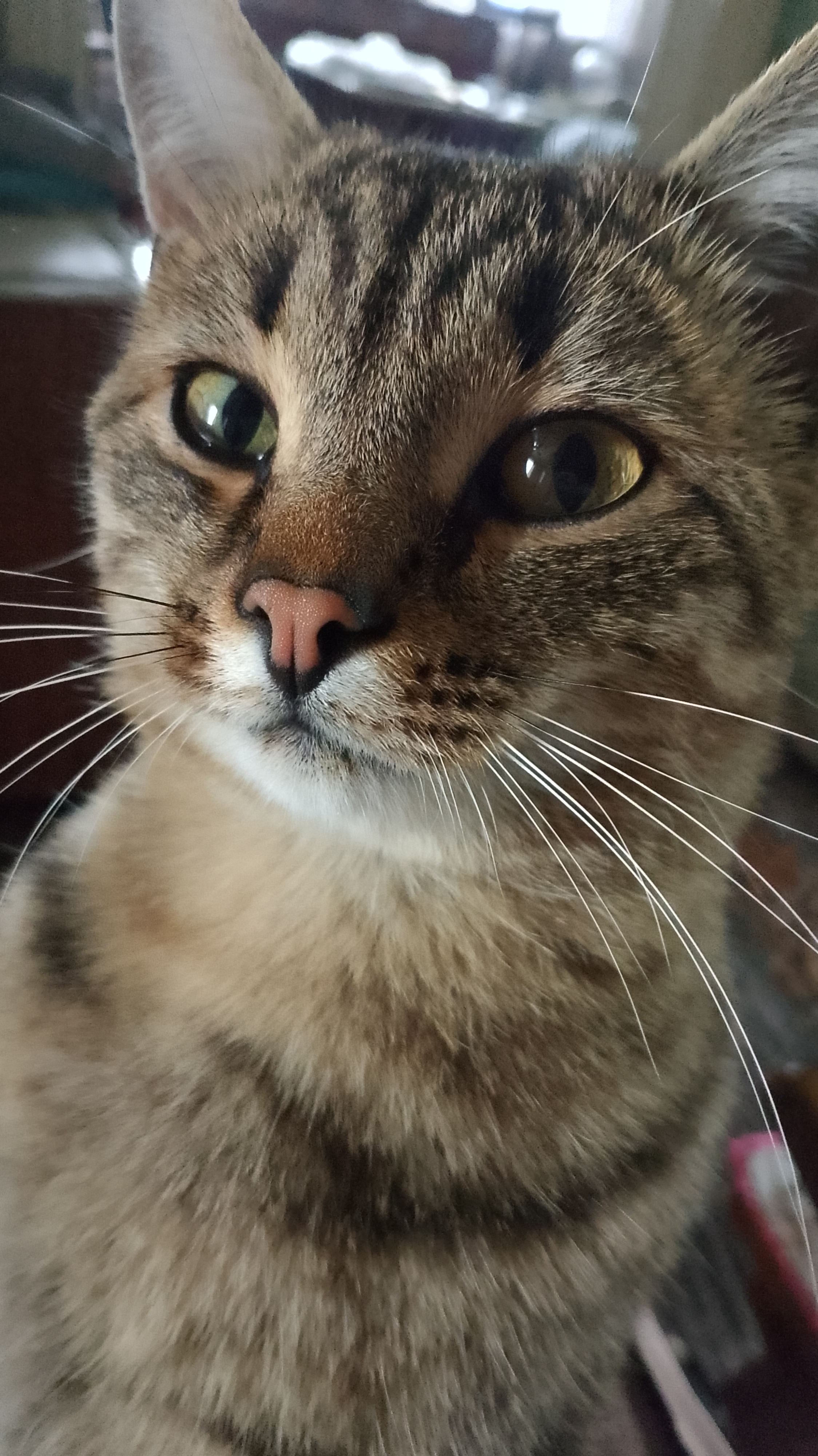 Максик и его мысли. Юмор с животными. 25-12-2025 смотреть онлайн