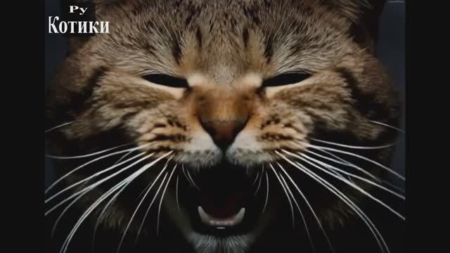 СМЕШНЫЕ КОТЫ 2026 ЛУЧШИЕ ПРИКОЛЫ С КОТАМИ, КОШКИ, ЖИВОТНЫЕ, СМЕШНОЕ ВИДЕО Выпуск 14