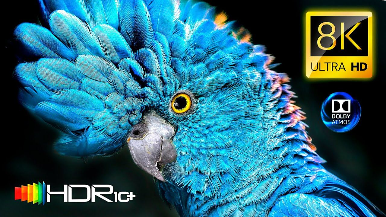 BEST 8K Video | Dolby Vision | 8K HDR 120FPS