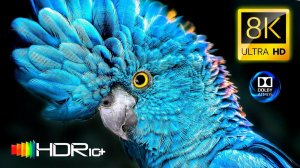 BEST 8K Video | Dolby Vision | 8K HDR 120FPS