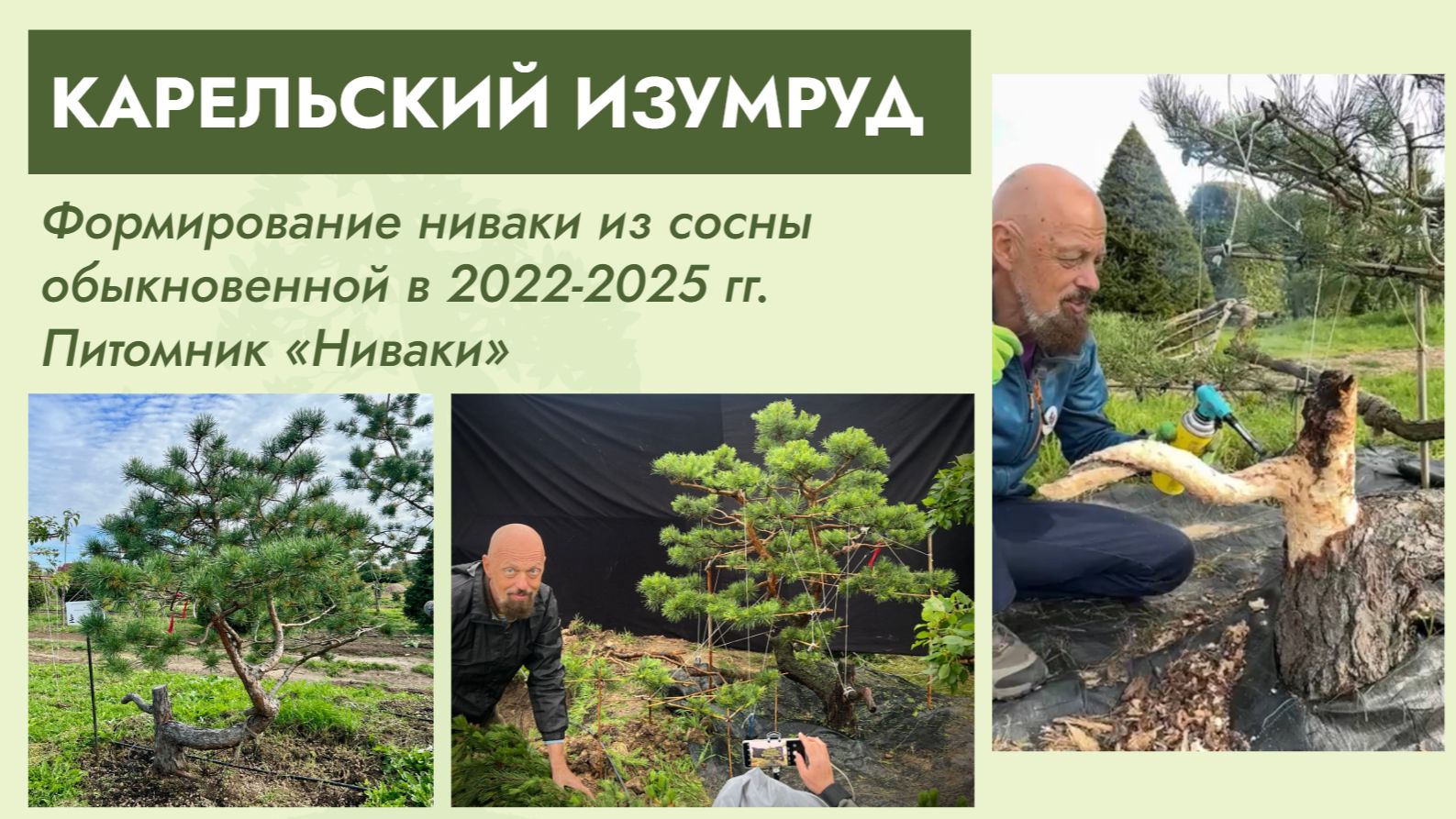 Ниваки из сосны обыкновенной «КАРЕЛЬСКИЙ ИЗУМРУД» смотреть онлайн