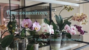 Присаживайтесь, а мы начинаем. Первые пошли- Начало цветения