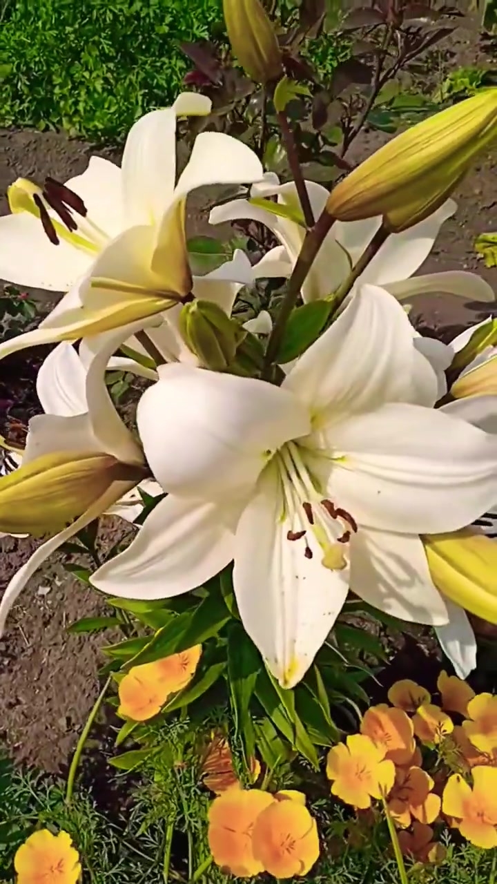 Цветы и музыка. Воспоминания. 04-02-2026 смотреть онлайн