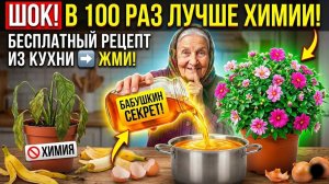БАБУШКИН СЕКРЕТ! Удобрение из кухни в 100 раз дешевле и эффективнее химии! ШОК!