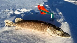 Подводный съемки клёва окуня! Щука в метель и трескучий мороз!