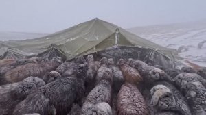 Суровые зимние будни Афганских пастухов.