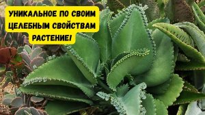 КАЛАНХОЭ-ДОМАШНИЙ ДОКТОР. РАЗМНОЖЕНИЕ КАЛАНХОЭ-ТРИ СПОСОБА!
