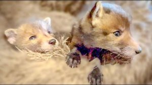 Лисята вышли НА НОВЫЙ УРОВЕНЬ, Степка не хочет с ними сидеть, а Люся наоборот пошла проверить их еду