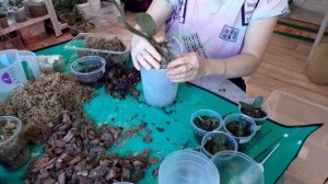 Пересадка Орхидей,  Мой способ,  годами проверено ✔