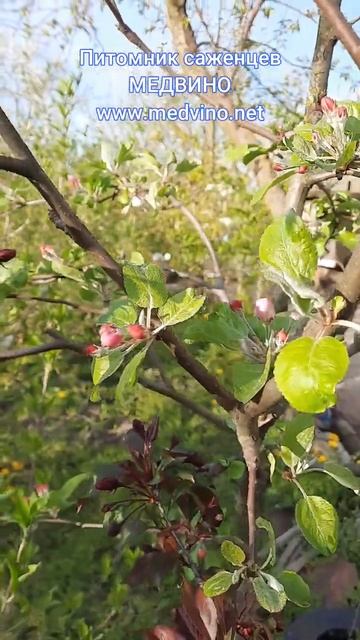 Цветет красномякотная яблоня Роялти смотреть онлайн