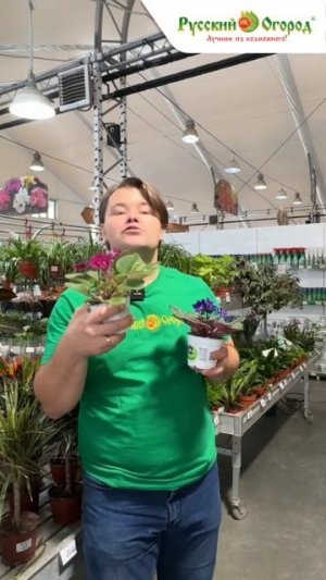 Не цветут фиалки - что делать?