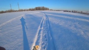 Охота-прогулка в -25 в Ленинградской области.Сезон 2025-2026