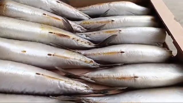 Скумбрия провесная С/С