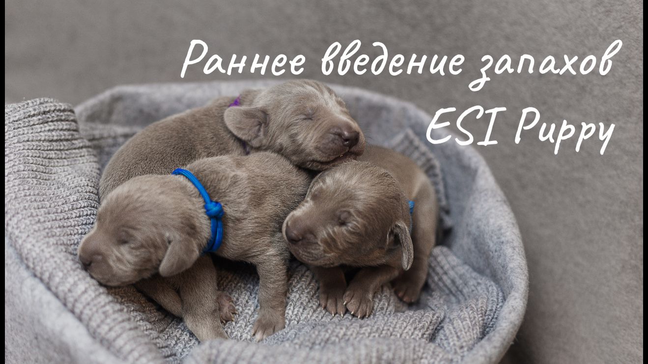 Раннее введение запахов / ESI Puppy