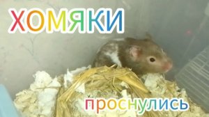 Наконец то хомяки проснулись. #хомяки #hamster #сирийскиехомяки