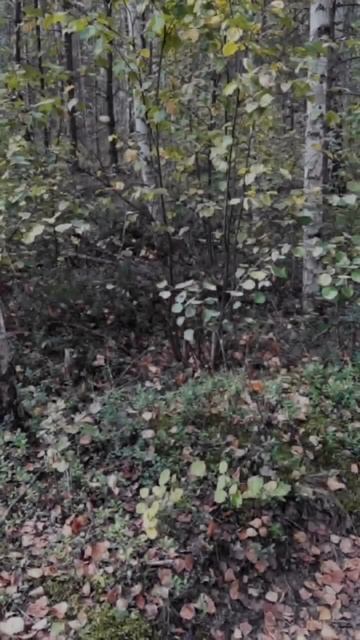 Архив 2020 г. (1)