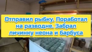Отправил рыбку. Поработал на разводне. Забрал личинку неона и барбуса
