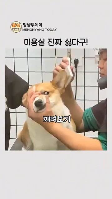 Реакция собак 🐶 на стрижку ✂️ смотреть онлайн