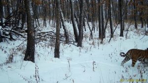 Обходит свои владения: тигрицу Елену «поймала» фотоловушка в Хинганском заповеднике