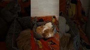 Zzz… Пёс Руно🐕🐶