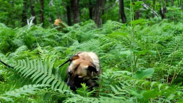 GigaChat Video смотреть онлайн