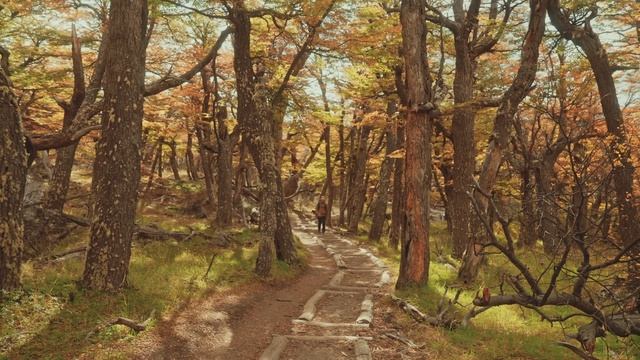 Alone in Patagonia смотреть онлайн