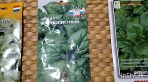 Обзор очень хороших сортов шпината которые стоит посадить в этом сезоне.