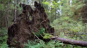 Золото из под корня поваленного дерева!