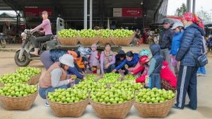Хуонг собирает много зелёных яблок, отвозит на сельский рынок и продайте их местным жителям.