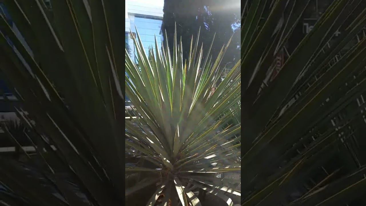 Адлер, улица Кирова. #сочи #адлер #shorts #shortsvideo Адлер, улица Кирова. #сочи #адлер #shorts #shortsvideo