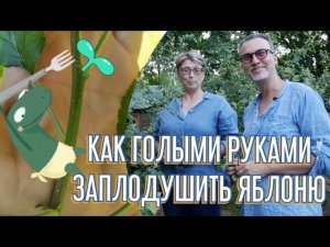 Летняя прищипка яблонь, повышаем урожайность, уменьшаем работу по демисезонной обрезке