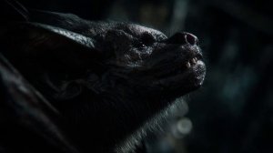 Летучие мыши