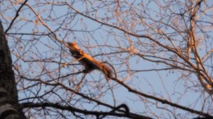 DSCN5540Куница в сезон охоты -3.