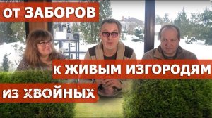 Туя, ель, пихта, тис и тсуга в живых изгородях.